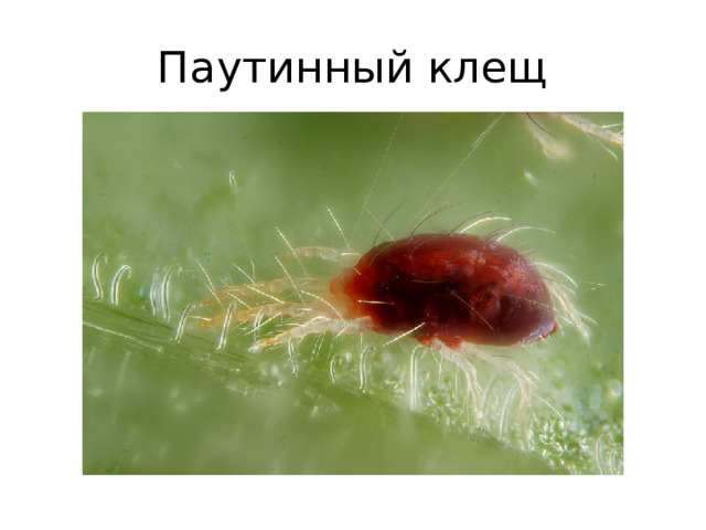 Паутинный клещ 