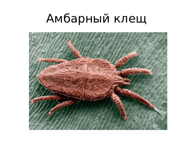 Амбарный клещ 