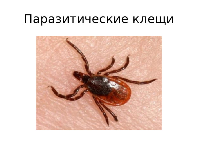 Паразитические клещи 