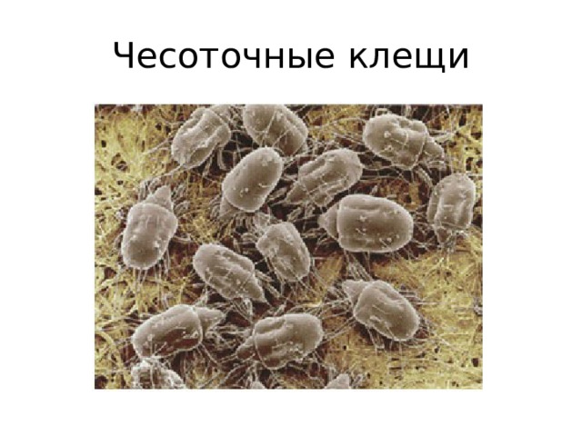 Чесоточные клещи 