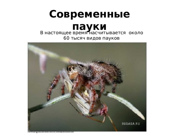 Современные пауки         В настоящее время насчитывается около 60 тысяч видов пауков 