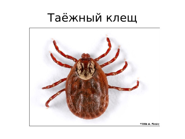 Таёжный клещ 