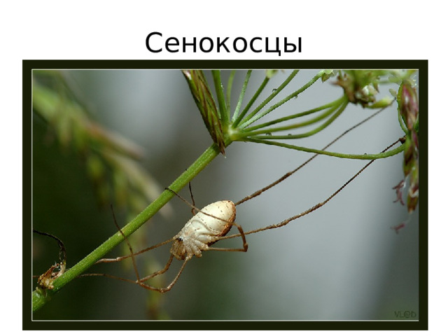 Сенокосцы 