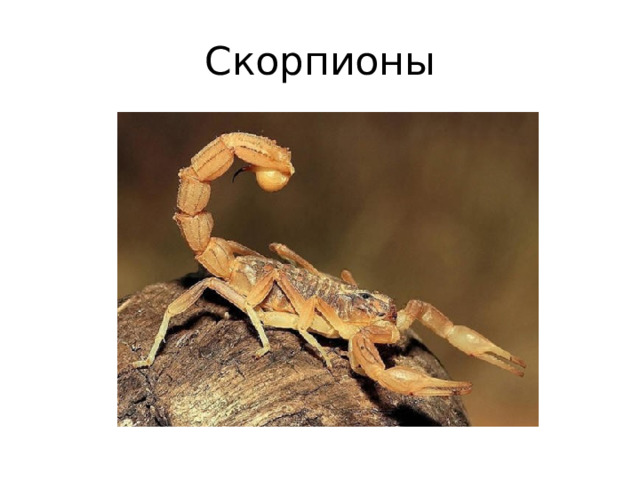 Скорпионы 