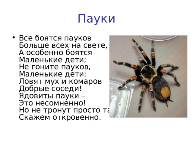 Пауки Все боятся пауков  Больше всех на свете,  А особенно боятся  Маленькие дети;  Не гоните пауков,  Маленькие дети:  Ловят мух и комаров  Добрые соседи!  Ядовиты пауки –  Это несомненно!  Но не тронут просто так,  Скажем откровенно.  