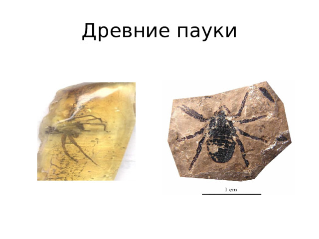 Древние пауки 