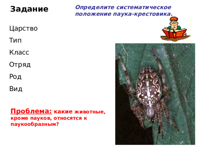 Определите систематическое положение паука-крестовика. Задание Царство Тип Класс Отряд Род Вид Проблема: какие животные, кроме пауков, относятся к паукообразным?  ? 