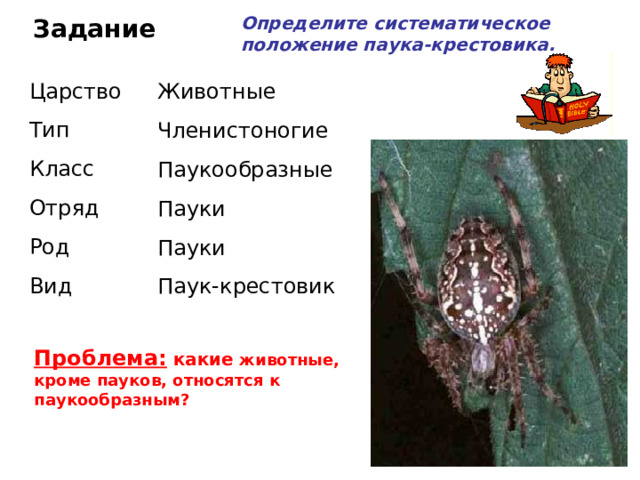 Определите систематическое положение паука-крестовика. Задание Царство Тип Класс Отряд Род Вид Животные Членистоногие Паукообразные Пауки Пауки Паук-крестовик Проблема: какие животные, кроме пауков, относятся к паукообразным?  ? 