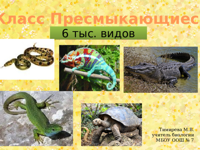 Класс Пресмыкающиеся 6 тыс. видов Тимирева М.В. учитель биологии МБОУ ООШ № 7 