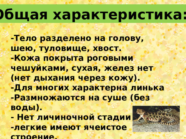Общая характеристика: -Тело разделено на голову, шею, туловище, хвост. -Кожа покрыта роговыми чешуйками, сухая, желез нет (нет дыхания через кожу). -Для многих характерна линька -Размножаются на суше (без воды). - Нет личиночной стадии -легкие имеют ячеистое строение.   