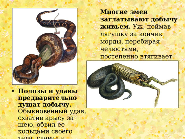 Многие змеи заглатывают добычу живьем. Уж, поймав лягушку за кончик морды, перебирая челюстями, постепенно втягивает ее в себя Полозы и удавы предварительно душат добычу. Обыкновенный удав, схватив крысу за шею, обвил ее кольцами своего тела, сдавил и душит. 