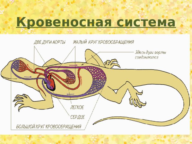 Кровеносная система 