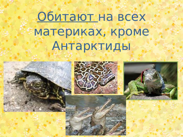 Обитают на всех материках, кроме Антарктиды 