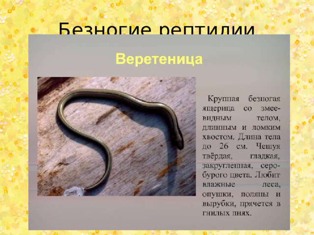 Безногие рептилии 