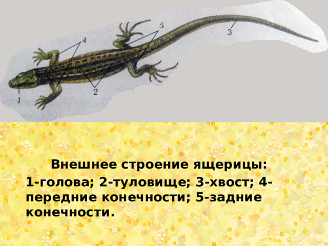 Внешнее строение ящерицы:  1-голова; 2-туловище; 3-хвост; 4-передние конечности; 5-задние конечности. 