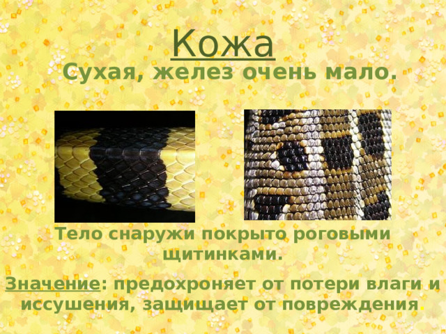 Кожа Сухая, желез очень мало. Тело снаружи покрыто роговыми щитинками. Значение : предохроняет от потери влаги и иссушения, защищает от повреждения . 