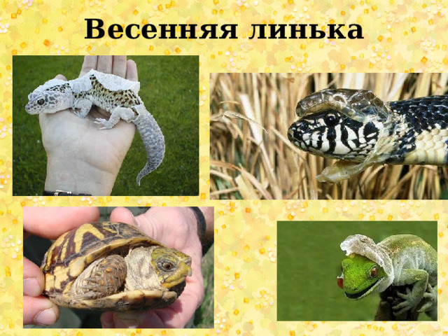 Весенняя линька 