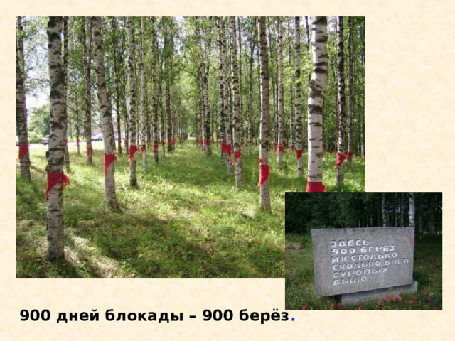 900 дней блокады – 900 берёз . 900 дней блокады – 900 берёз. 