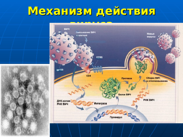 Механизм действия вируса 