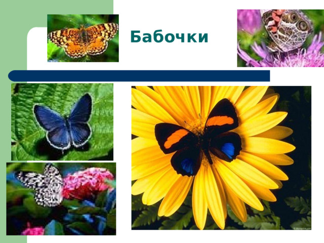 Бабочки 