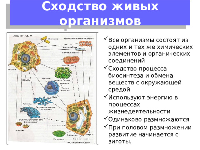 Сходство живых организмов Все организмы состоят из одних и тех же химических элементов и органических соединений Сходство процесса биосинтеза и обмена веществ с окружающей средой Используют энергию в процессах жизнедеятельности Одинаково размножаются При половом размножении развитие начинается с зиготы. 