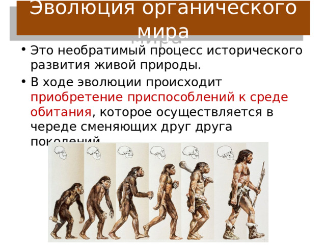 Эволюция органического мира Это необратимый процесс исторического развития живой природы. В ходе эволюции происходит приобретение приспособлений к среде обитания , которое осуществляется в череде сменяющих друг друга поколений. 