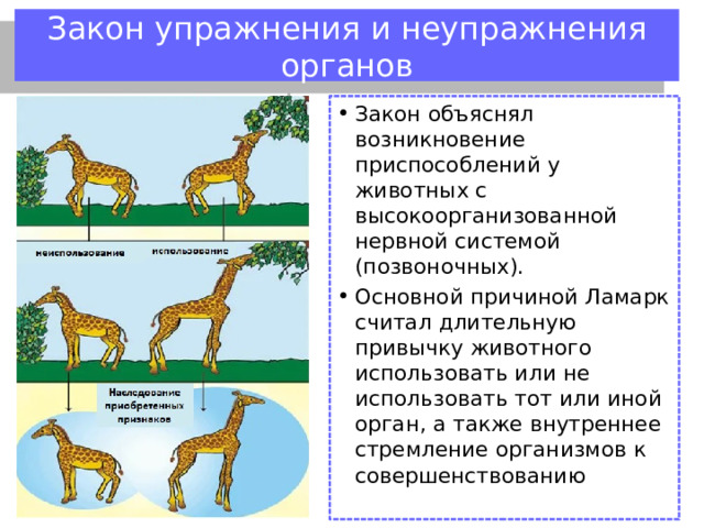 Закон прямого приспособления Закон объяснял причину возникновения приспособлений у растений и низших животных – это непосредственное воздействие окружающей среды на организм. 