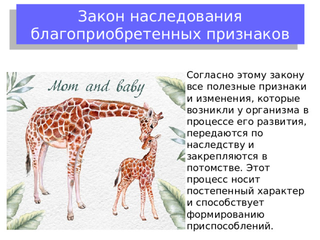 Закон упражнения и неупражнения органов Закон объяснял возникновение приспособлений у животных с высокоорганизованной нервной системой (позвоночных). Основной причиной Ламарк считал длительную привычку животного использовать или не использовать тот или иной орган, а также внутреннее стремление организмов к совершенствованию 