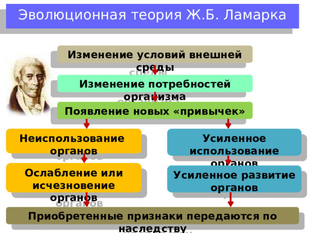 Закон наследования благоприобретенных признаков Согласно этому закону все полезные признаки и изменения, которые возникли у организма в процессе его развития, передаются по наследству и закрепляются в потомстве. Этот процесс носит постепенный характер и способствует формированию приспособлений. 