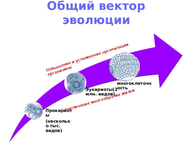 Повышение и усложнение организации организмов Увеличение многообразия жизни Общий вектор эволюции многоклеточность Эукариоты(2 млн. видов) Прокариоты (несколько тыс. видов) 