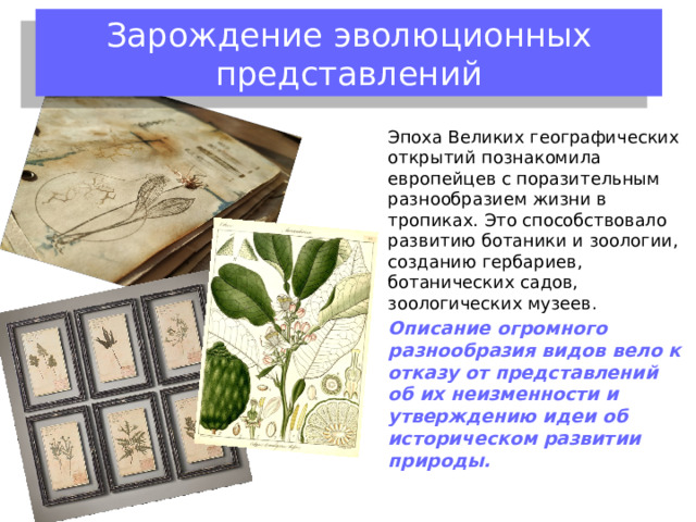 Зарождение эволюционных представлений Эпоха Великих географических открытий познакомила европейцев с поразительным разнообразием жизни в тропиках. Это способствовало развитию ботаники и зоологии, созданию гербариев, ботанических садов, зоологических музеев. Описание огромного разнообразия видов вело к отказу от представлений об их неизменности и утверждению идеи об историческом развитии природы. 