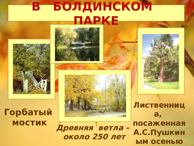 В БОЛДИНСКОМ ПАРКЕ Лиственница, посаженная А.С.Пушкиным осенью 1833 г. Горбатый мостик Древняя ветла – около 250 лет 