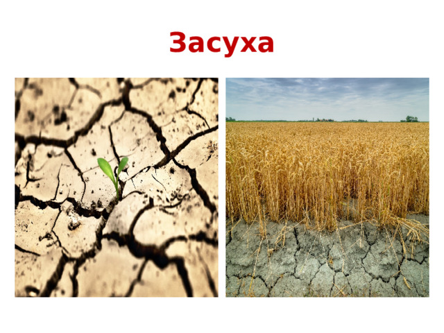 Засуха 