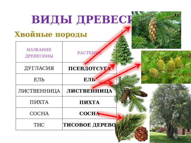 ВИДЫ ДРЕВЕСИНЫ Хвойные породы   НАЗВАНИЕ  ДРЕВЕСИНЫ РАСТЕНИЕ ДУГЛАСИЯ ПСЕВДОТСУГА ЕЛЬ ЛИСТВЕННИЦА ЕЛЬ ЛИСТВЕННИЦА ПИХТА ПИХТА СОСНА СОСНА ТИС ТИСОВОЕ ДЕРЕВО 
