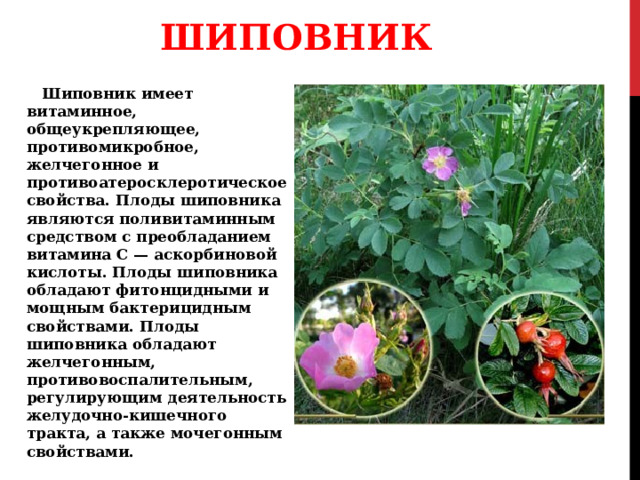 ШИПОВНИК Шиповник имеет витаминное, общеукрепляющее, противомикробное, желчегонное и противоатеросклеротическое свойства. Плоды шиповника являются поливитаминным средством с преобладанием витамина С — аскорбиновой кислоты. Плоды шиповника обладают фитонцидными и мощным бактерицидным свойствами. Плоды шиповника обладают желчегонным, противовоспалительным, регулирующим деятельность желудочно-кишечного тракта, а также мочегонным свойствами. 