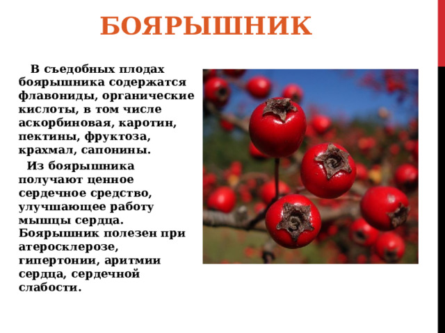 БОЯРЫШНИК  В съедобных плодах боярышника содержатся флавониды, органические кислоты, в том числе аскорбиновая, каротин, пектины, фруктоза, крахмал, сапонины. Из боярышника получают ценное сердечное средство, улучшающее работу мышцы сердца. Боярышник полезен при атеросклерозе, гипертонии, аритмии сердца, сердечной слабости. 