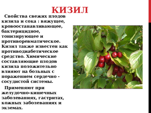 КИЗИЛ Свойства свежих плодов кизила и сока : вяжущее, кровоостанавливающее, бактерицидное, тонизирующее и противоревматическое. Кизил также известен как противодиабетическое средство. Химические составляющие плодов кизила положительно влияют на больных с поражением сердечно - сосудистой системы. Применяют при желудочно-кишечных заболеваниях, гастритах, кожных заболеваниях и экземах. 