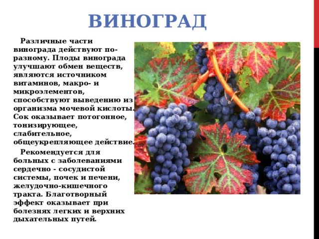 ВИНОГРАД Различные части винограда действуют по-разному. Плоды винограда улучшают обмен веществ, являются источником витаминов, макро- и микроэлементов, способствуют выведению из организма мочевой кислоты. Сок оказывает потогонное, тонизирующее, слабительное, общеукрепляющее действие. Рекомендуется для больных с заболеваниями сердечно - сосудистой системы, почек и печени, желудочно-кишечного тракта. Благотворный эффект оказывает при болезнях легких и верхних дыхательных путей. 