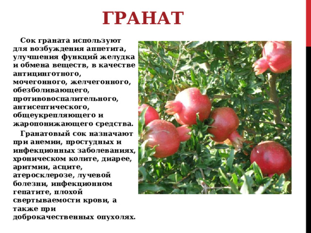 ГРАНАТ Сок граната используют для возбуждения аппетита, улучшения функций желудка и обмена веществ, в качестве антицинготного, мочегонного, желчегонного, обезболивающего, противовоспалительного, антисептического, общеукрепляющего и жаропонижающего средства. Гранатовый сок назначают при анемии, простудных и инфекционных заболеваниях, хроническом колите, диарее, аритмии, асците, атеросклерозе, лучевой болезни, инфекционном гепатите, плохой свертываемости крови, а также при доброкачественных опухолях. 