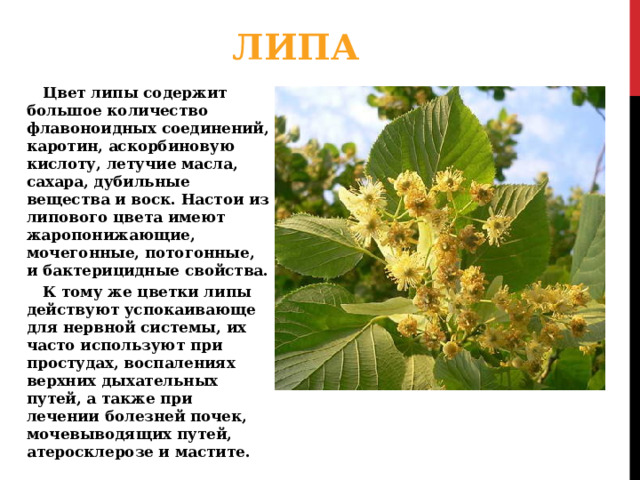 ЛИПА Цвет липы содержит большое количество флавоноидных соединений, каротин, аскорбиновую кислоту, летучие масла, сахара, дубильные вещества и воск. Настои из липового цвета имеют жаропонижающие, мочегонные, потогонные, и бактерицидные свойства. К тому же цветки липы действуют успокаивающе для нервной системы, их часто используют при простудах, воспалениях верхних дыхательных путей, а также при лечении болезней почек, мочевыводящих путей, атеросклерозе и мастите. 