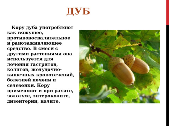 ДУБ Кору дуба употребляют как вяжущее, противовоспалительное и ранозаживляющее средство. В смеси с другими растениями она используется для лечения гастритов, колитов, желудочно-кишечных кровотечений, болезней печени и селезенки. Кору применяют и при рахите, золотухе, энтероколите, дизентерии, колите. 