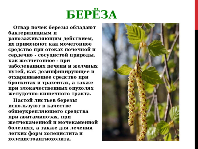 БЕРЁЗА Отвар почек березы обладают бактерицидным и ранозаживляющим действием, их применяют как мочегонное средство при отеках почечной и сердечно - сосудистой природы, как желчегонное - при заболеваниях печени и желчных путей, как дезинфицирующее и отхаркивающее средство при бронхитах и трахеитах, а также при злокачественных опухолях желудочно-кишечного тракта. Настой листьев березы используют в качестве общеукрепляющего средства при авитаминозах, при желчекаменной и мочекаменной болезнях, а также для лечения легких форм холецистита и холецистоангиохолита. 