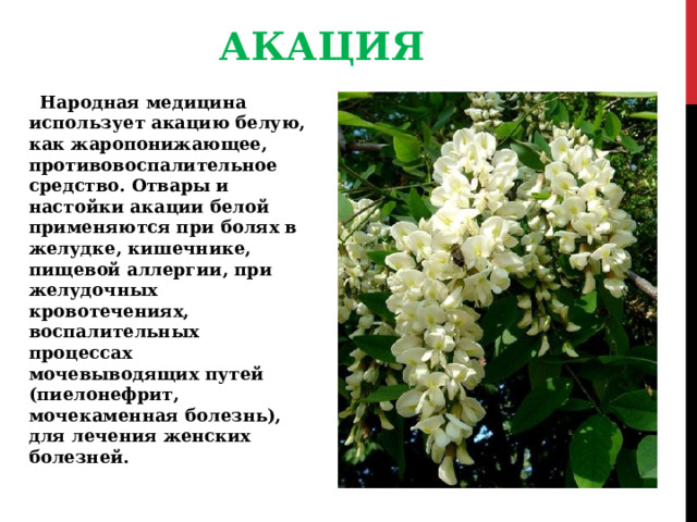 АКАЦИЯ Народная медицина использует акацию белую, как жаропонижающее, противовоспалительное средство. Отвары и настойки акации белой применяются при болях в желудке, кишечнике, пищевой аллергии, при желудочных кровотечениях, воспалительных процессах мочевыводящих путей (пиелонефрит, мочекаменная болезнь), для лечения женских болезней. 