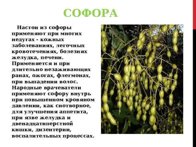 СОФОРА Настои из софоры применяют при многих недугах - кожных заболеваниях, легочных кровотечениях, болезнях желудка, печени. Применяется и при длительно незаживающих ранах, ожогах, флегмонах, при выпадении волос. Народные врачеватели применяют софору внутрь при повышенном кровяном давлении, как снотворное, для улучшения аппетита, при язве желудка и двенадцатиперстной кишки, дизентерии, воспалительных процессах. 