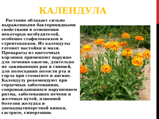 КАЛЕНДУЛА Растение обладает сильно выраженными бактерицидными свойствами в отношении некоторых возбудителей, особенно стафилококков и стрептококков. Из календулы готовят настойки и мази. Препараты из цветочных корзинок применяют наружно для лечения ожогов, длительно не заживающих ран и свищей, для полоскания полости рта и горла при стоматите и ангине. Календулу рекомендуют при сердечных заболеваниях, сопровождающихся нарушением ритма, заболеваниях печени и желчных путей, язвенной болезни желудка и двенадцатиперстной кишки, гастрите, гипертонии. 