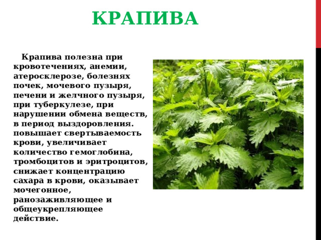 КРАПИВА Крапива полезна при кровотечениях, анемии, атеросклерозе, болезнях почек, мочевого пузыря, печени и желчного пузыря, при туберкулезе, при нарушении обмена веществ, в период выздоровления. повышает свертываемость крови, увеличивает количество гемоглобина, тромбоцитов и эритроцитов, снижает концентрацию сахара в крови, оказывает мочегонное, ранозаживляющее и общеукрепляющее действие. 