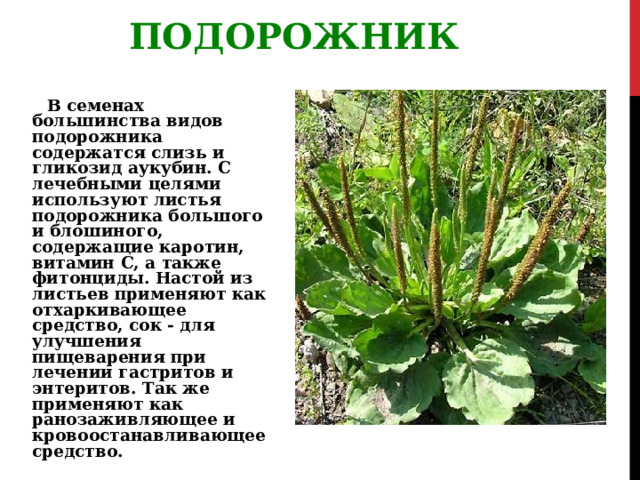 ПОДОРОЖНИК В семенах большинства видов подорожника содержатся слизь и гликозид аукубин. С лечебными целями используют листья подорожника большого и блошиного, содержащие каротин, витамин С, а также фитонциды. Настой из листьев применяют как отхаркивающее средство, сок - для улучшения пищеварения при лечении гастритов и энтеритов. Так же применяют как ранозаживляющее и кровоостанавливающее средство. 