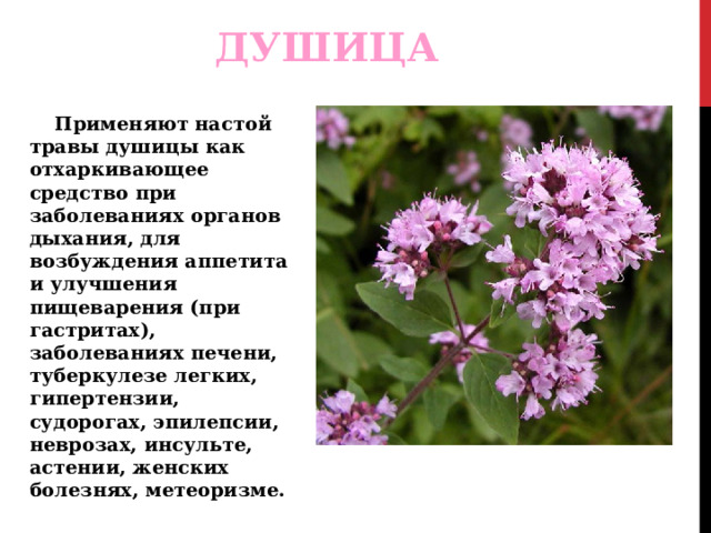 ДУШИЦА  Применяют настой травы душицы как отхаркивающее средство при заболеваниях органов дыхания, для возбуждения аппетита и улучшения пищеварения (при гастритах), заболеваниях печени, туберкулезе легких, гипертензии, судорогах, эпилепсии, неврозах, инсульте, астении, женских болезнях, метеоризме. 