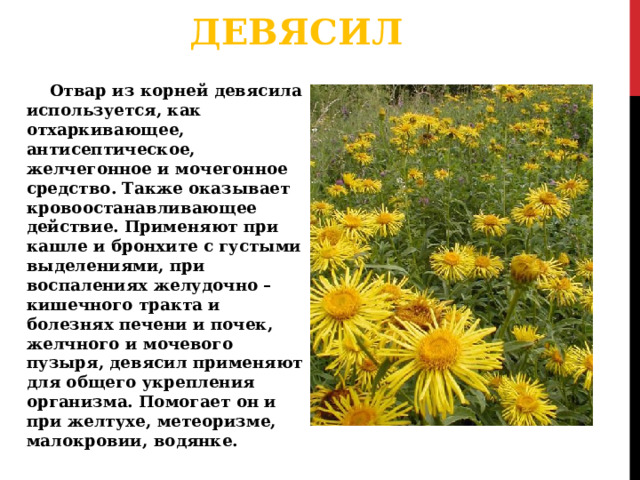 ДЕВЯСИЛ  Отвар из корней девясила используется, как отхаркивающее, антисептическое, желчегонное и мочегонное средство. Также оказывает кровоостанавливающее действие. Применяют при кашле и бронхите с густыми выделениями, при воспалениях желудочно – кишечного тракта и болезнях печени и почек, желчного и мочевого пузыря, девясил применяют для общего укрепления организма. Помогает он и при желтухе, метеоризме, малокровии, водянке. 