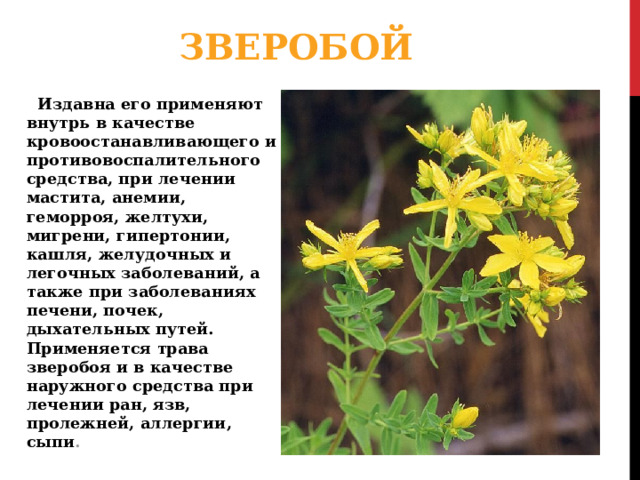ЗВЕРОБОЙ Издавна его применяют внутрь в качестве кровоостанавливающего и противовоспалительного средства, при лечении мастита, анемии, геморроя, желтухи, мигрени, гипертонии, кашля, желудочных и легочных заболеваний, а также при заболеваниях печени, почек, дыхательных путей. Применяется трава зверобоя и в качестве наружного средства при лечении ран, язв, пролежней, аллергии, сыпи . 